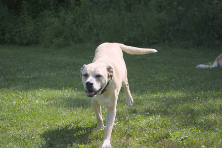 20250621_Dog Park__DSC0277_.jpg