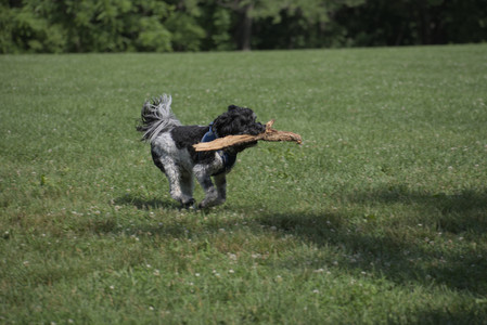 20250621_Dog Park__DSC0286_.jpg