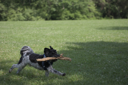 20250621_Dog Park__DSC0288_.jpg