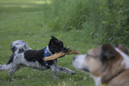 20250621_Dog Park__DSC0289_.jpg
