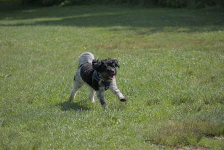 20250621_Dog Park__DSC0304_.jpg