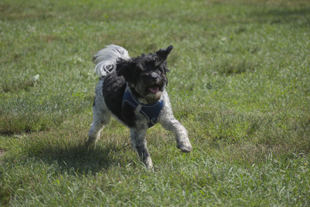 20250621_Dog Park__DSC0308_.jpg