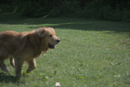 20250621_Dog Park__DSC0311_.jpg
