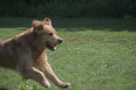 20250621_Dog Park__DSC0312_.jpg