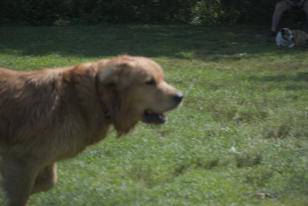 20250621_Dog Park__DSC0313_.jpg