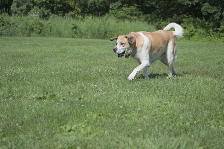 20250621_Dog Park__DSC0317_.jpg
