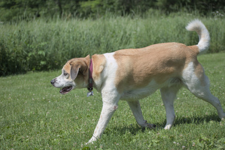 20250621_Dog Park__DSC0324_.jpg