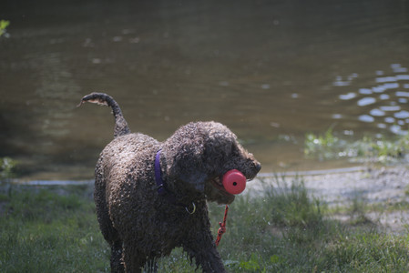 20250621_Dog Park__DSC0331_.jpg