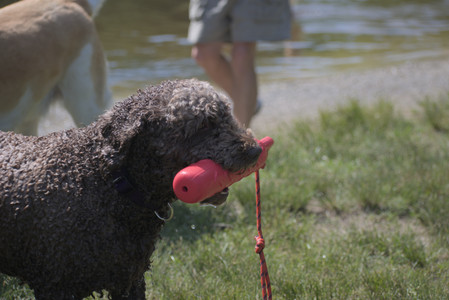 20250621_Dog Park__DSC0334_.jpg