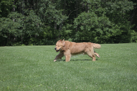 20250621_Dog Park__DSC0338_.jpg