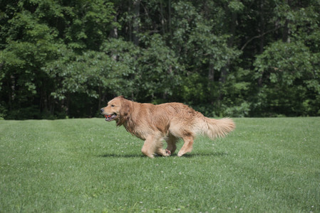 20250621_Dog Park__DSC0339_.jpg