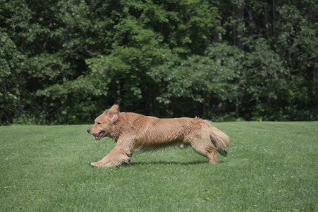 20250621_Dog Park__DSC0340_.jpg