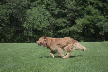 20250621_Dog Park__DSC0341_.jpg