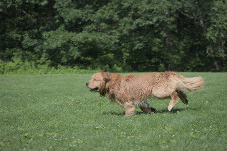 20250621_Dog Park__DSC0342_.jpg