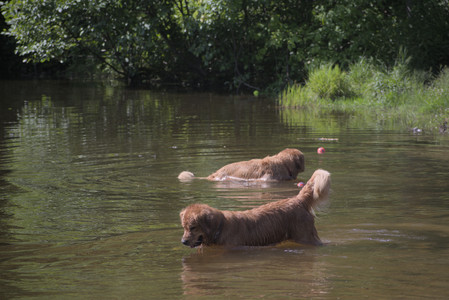 20250621_Dog Park__DSC0347_.jpg