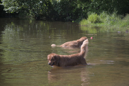 20250621_Dog Park__DSC0348_.jpg
