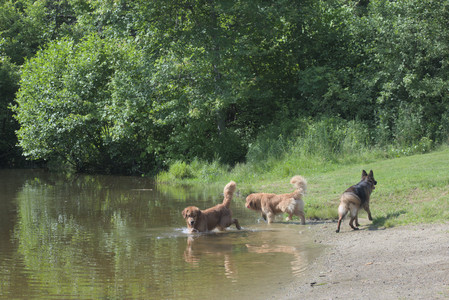 20250621_Dog Park__DSC0389_.jpg