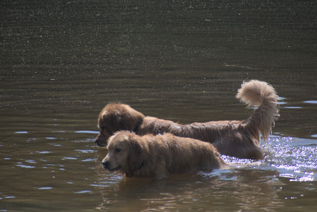 20250621_Dog Park__DSC0427_.jpg