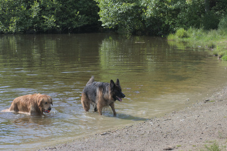 20250621_Dog Park__DSC0455_.jpg