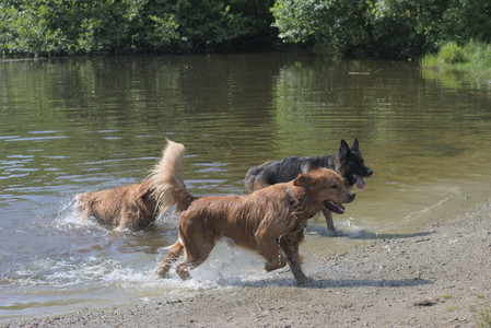 20250621_Dog Park__DSC0457_.jpg