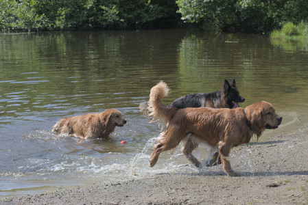20250621_Dog Park__DSC0458_.jpg