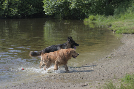 20250621_Dog Park__DSC0462_.jpg