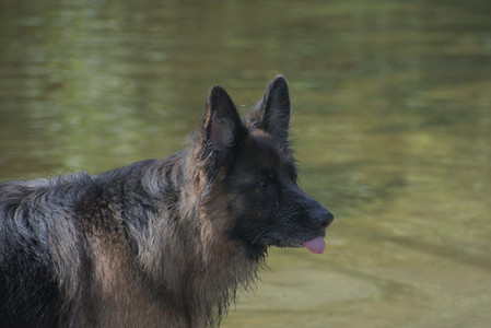 20250621_Dog Park__DSC0475_.jpg