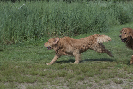 20250621_Dog Park__DSC0493_.jpg