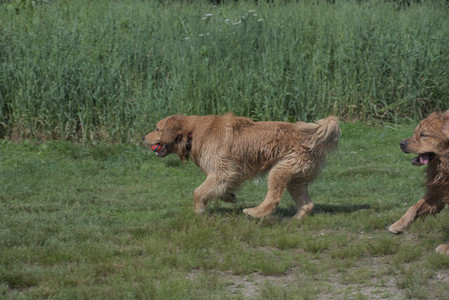 20250621_Dog Park__DSC0494_.jpg