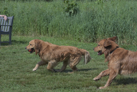 20250621_Dog Park__DSC0496_.jpg