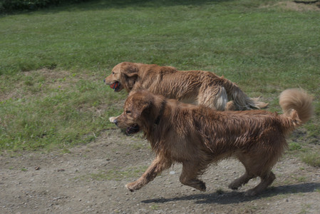 20250621_Dog Park__DSC0502_.jpg