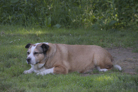 20250621_Dog Park__DSC0505_.jpg