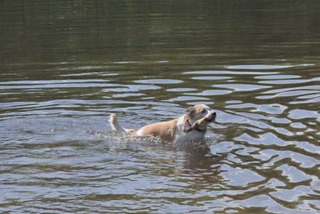 20250621_Dog Park__DSC0506_.jpg