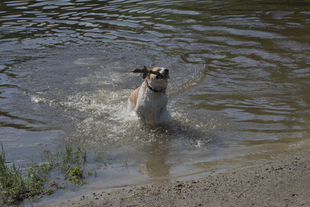 20250621_Dog Park__DSC0517_.jpg