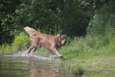 20250621_Dog Park__DSC0522_.jpg