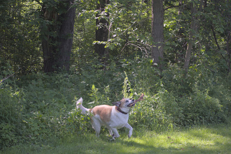 20250621_Dog Park__DSC0546_.jpg