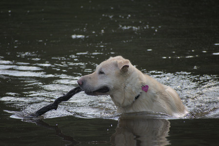 20250622_Dog park and Dog Park Again__DSC0004 (1)_.jpg