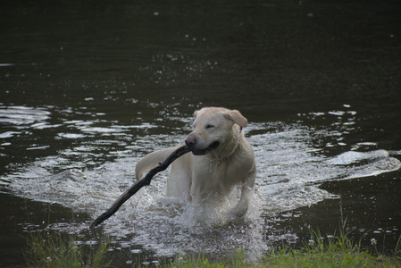 20250622_Dog park and Dog Park Again__DSC0008 (1)_.jpg