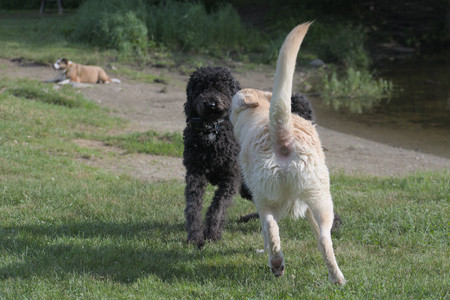 20250622_Dog park and Dog Park Again__DSC0014 (1)_.jpg