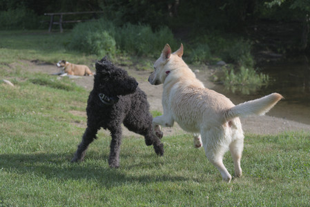 20250622_Dog park and Dog Park Again__DSC0015 (1)_.jpg