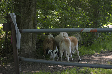 20250622_Dog park and Dog Park Again__DSC0015_.jpg