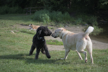 20250622_Dog park and Dog Park Again__DSC0016 (1)_.jpg