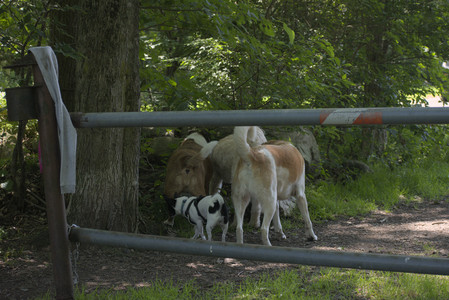 20250622_Dog park and Dog Park Again__DSC0016_.jpg