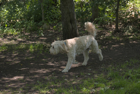 20250622_Dog park and Dog Park Again__DSC0018_.jpg