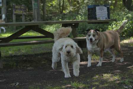 20250622_Dog park and Dog Park Again__DSC0020_.jpg