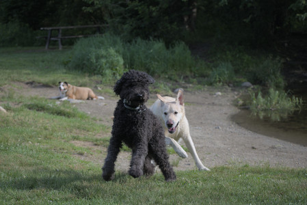 20250622_Dog park and Dog Park Again__DSC0022 (1)_.jpg