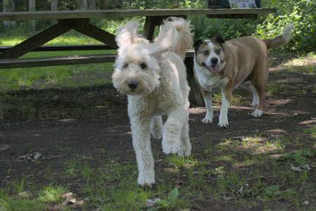 20250622_Dog park and Dog Park Again__DSC0022_.jpg