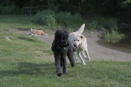 20250622_Dog park and Dog Park Again__DSC0023 (1)_.jpg