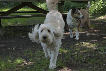 20250622_Dog park and Dog Park Again__DSC0023_.jpg