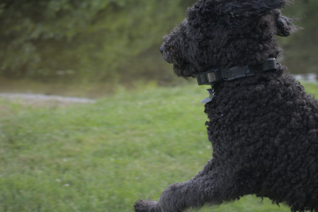 20250622_Dog park and Dog Park Again__DSC0026 (1)_.jpg